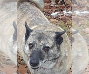 German Shepherd Dog Dogs for adoption in Lewistown, PA, USA