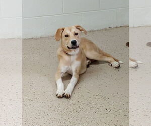 Labrenees Dogs for adoption in York, SC, USA