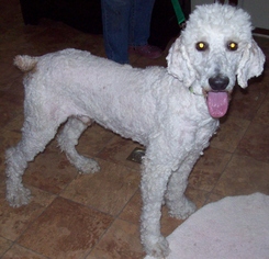 Poodle (Standard) Dogs for adoption in Newfoundland, PA, USA