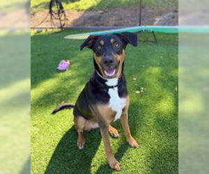 German Shepherd Dog Dogs for adoption in Salinas, CA, USA