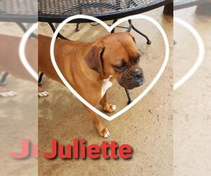 Boxer Dogs for adoption in Pawtucket, RI, USA