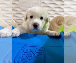 Anatolian Shepherd-Great Pyrenees Mix Dogs for adoption in Houston, TX, USA
