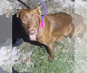 Mutt Dogs for adoption in San Antonio, TX, USA