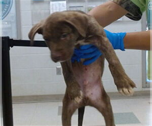 American Pit Bull Terrier-Unknown Mix Dogs for adoption in Oklahoma City, OK, USA