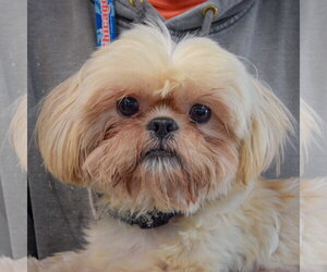 Shih Tzu Dogs for adoption in Huntley, IL, USA