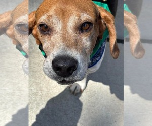 Beagle Dogs for adoption in Spring Lake, NC, USA