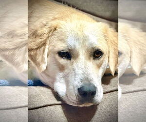 Great Pyrenees-Unknown Mix Dogs for adoption in Croydon, NH, USA