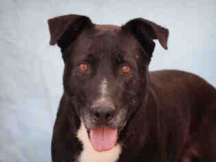 Lab-Pointer Dogs for adoption in Downey, CA, USA