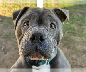 American Staffordshire Terrier Dogs for adoption in Ojai, CA, USA