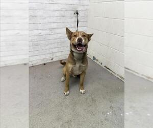 American Pit Bull Terrier Dogs for adoption in San Bernardino, CA, USA