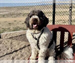 Poodle (Standard)-Unknown Mix Dogs for adoption in Fort Collins, CO, USA