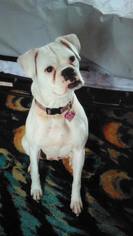 Boxer Dogs for adoption in Landenberg, PA, USA