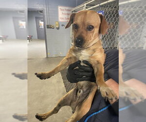 Chihuahua-Unknown Mix Dogs for adoption in Stockton, CA, USA