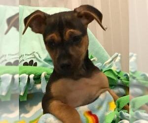 Chiweenie Dogs for adoption in Greenville, IL, USA