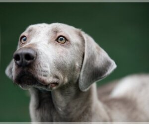 Labmaraner Dogs for adoption in Temple, GA, USA