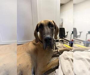Great Dane Dogs for adoption in Redlands, CA, USA