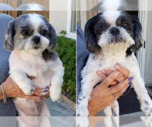 Shih Tzu Dogs for adoption in Santa Ana, CA, USA