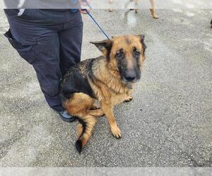 German Shepherd Dog Dogs for adoption in Houston, TX, USA