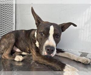 Medium Photo #2 American Pit Bull Terrier Puppy For Sale in Bakersfield, CA, USA