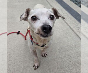 Mutt Dogs for adoption in Waterford, VA, USA