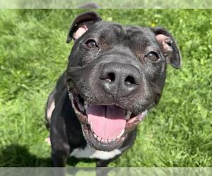 American Pit Bull Terrier Dogs for adoption in Pueblo, CO, USA