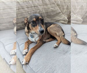 Australian Shepherd-Unknown Mix Dogs for adoption in San Diego, CA, USA