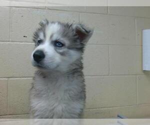 Siberian Husky-Unknown Mix Dogs for adoption in Downey, CA, USA