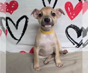 Chihuahua-Unknown Mix Dogs for adoption in Lakewood, CO, USA