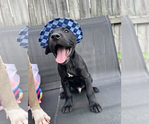 Boxer-Unknown Mix Dogs for adoption in Germantown, OH, USA