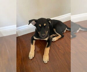 Mutt Dogs for adoption in San Juan Capistrano, CA, USA