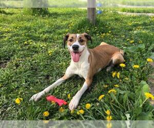 Boxer-Unknown Mix Dogs for adoption in Toronto, Ontario, Canada