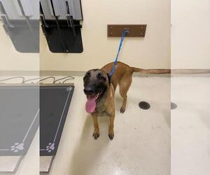 Mutt Dogs for adoption in Fremont, CA, USA