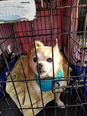 Chihuahua Dogs for adoption in Waterloo, IA, USA