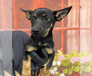 German Shepherd Dog-Unknown Mix Dogs for adoption in San Bernardino, CA, USA