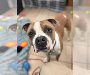 American Pit Bull Terrier-Unknown Mix Dogs for adoption in Virginia Beach, VA, USA