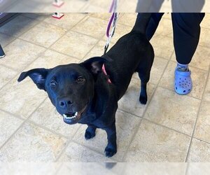 Labrador Retriever-Unknown Mix Dogs for adoption in Norfolk, VA, USA