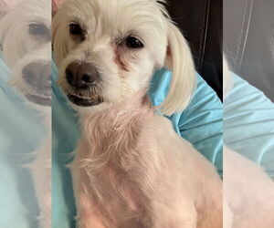 Malchi Dogs for adoption in Princeton, MN, USA