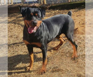 Rottweiler-Unknown Mix Dogs for adoption in Wetumpka, AL, USA