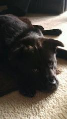 Chow Chow-Labrador Retriever Mix Dogs for adoption in Leonardtown, MD, USA