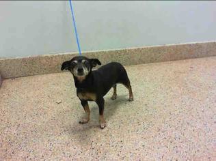 Chiweenie Dogs for adoption in Maquoketa, IA, USA