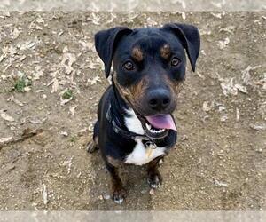 Rottweiler-Unknown Mix Dogs for adoption in Martinez, CA, USA