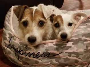 Jack Russell Terrier Dogs for adoption in Brownsboro, AL, USA