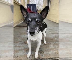 Rat Terrier Dogs for adoption in Akron, OH, USA