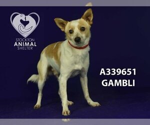 Chihuahua-Unknown Mix Dogs for adoption in Stockton, CA, USA