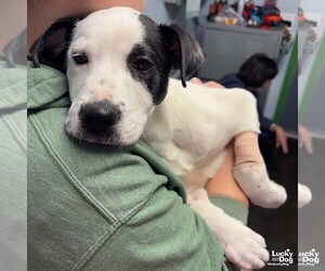 Borador Dogs for adoption in Washington, DC, USA