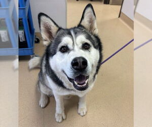 Siberian Husky-Unknown Mix Dogs for adoption in Placerville, CA, USA