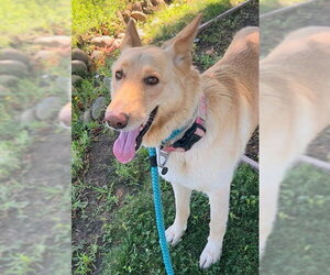 German Shepherd Dog Dogs for adoption in Sacramento, CA, USA