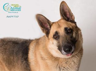 Medium Photo #163 German Shepherd Dog Puppy For Sale in Camarillo, CA, USA