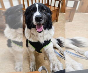 Great Pyrenees Dogs for adoption in Hamilton, MT, USA