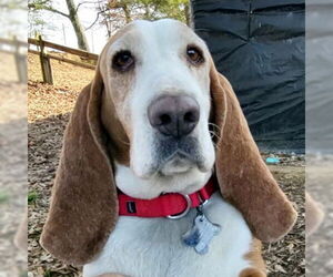 Basset Hound Dogs for adoption in Deepwater, NJ, USA